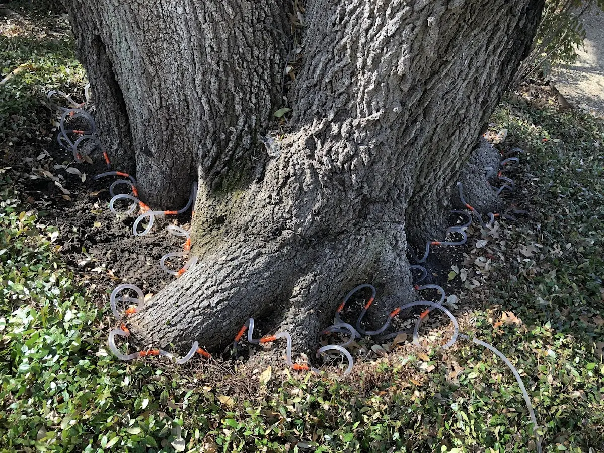 Detailed Tree Cabling and Bracing job site in Datto