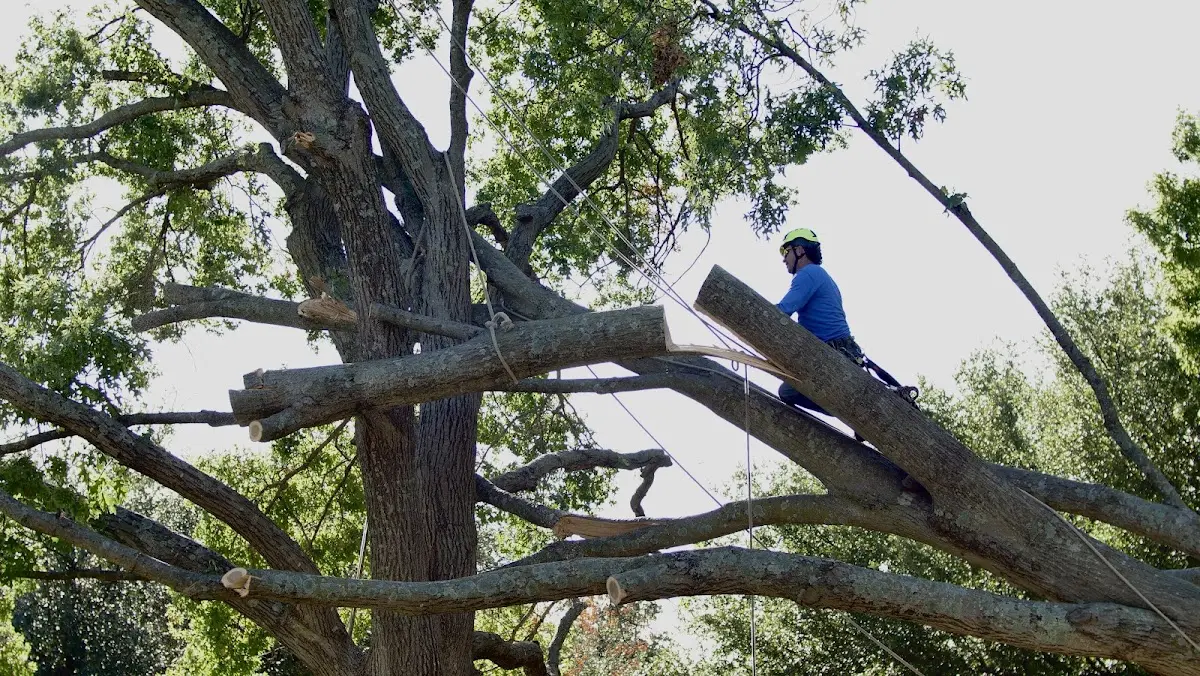 Professional Crown Thinning performed by certified arborists in Datto
